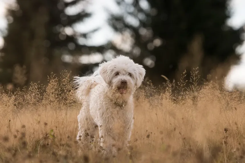 5 Sinais de Doenças Neurológicas em Cães que Você Não Pode Ignorar