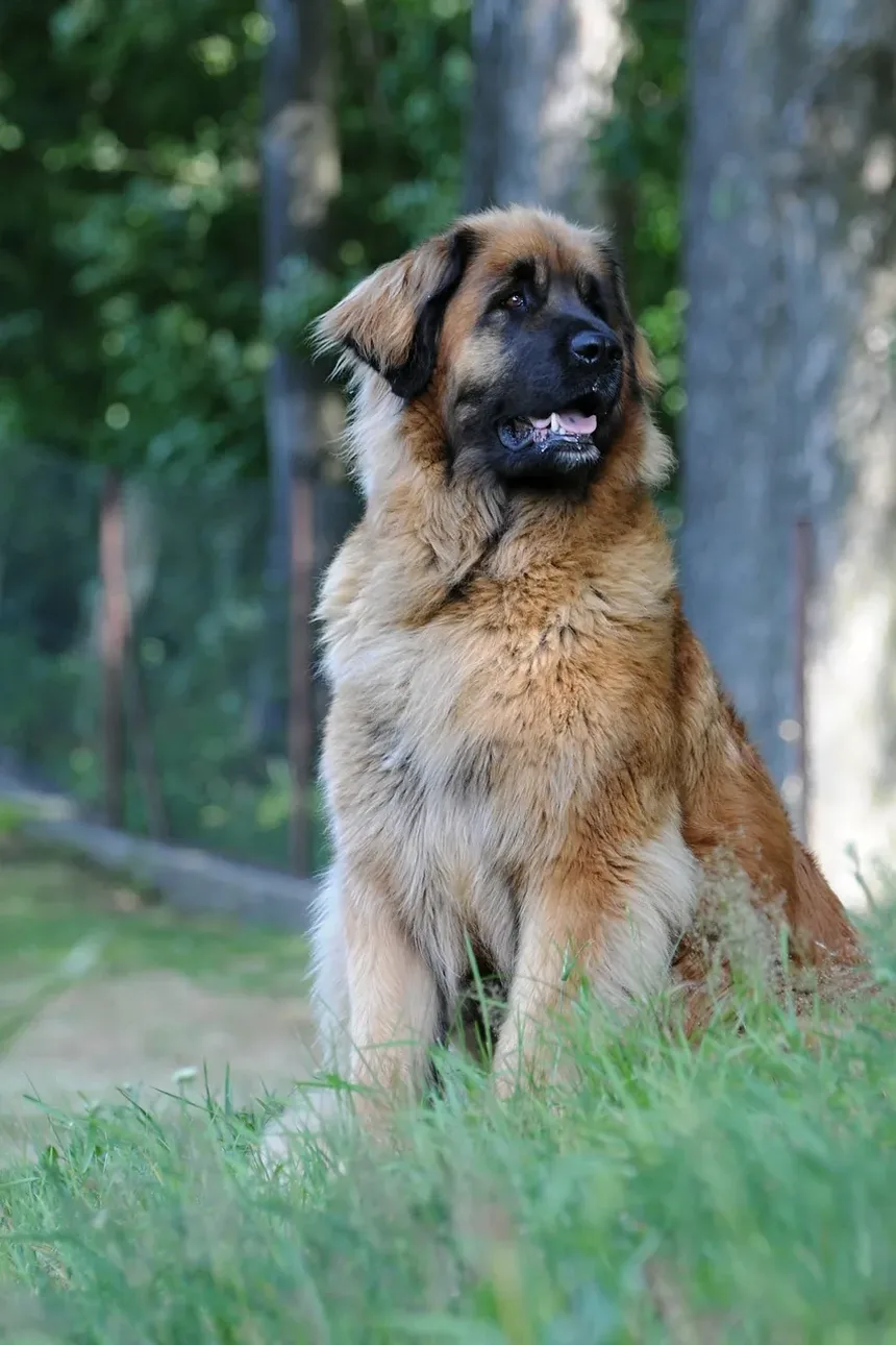 Amitriptilina para Animais de Estimação: Tudo o Que Você Precisa Saber