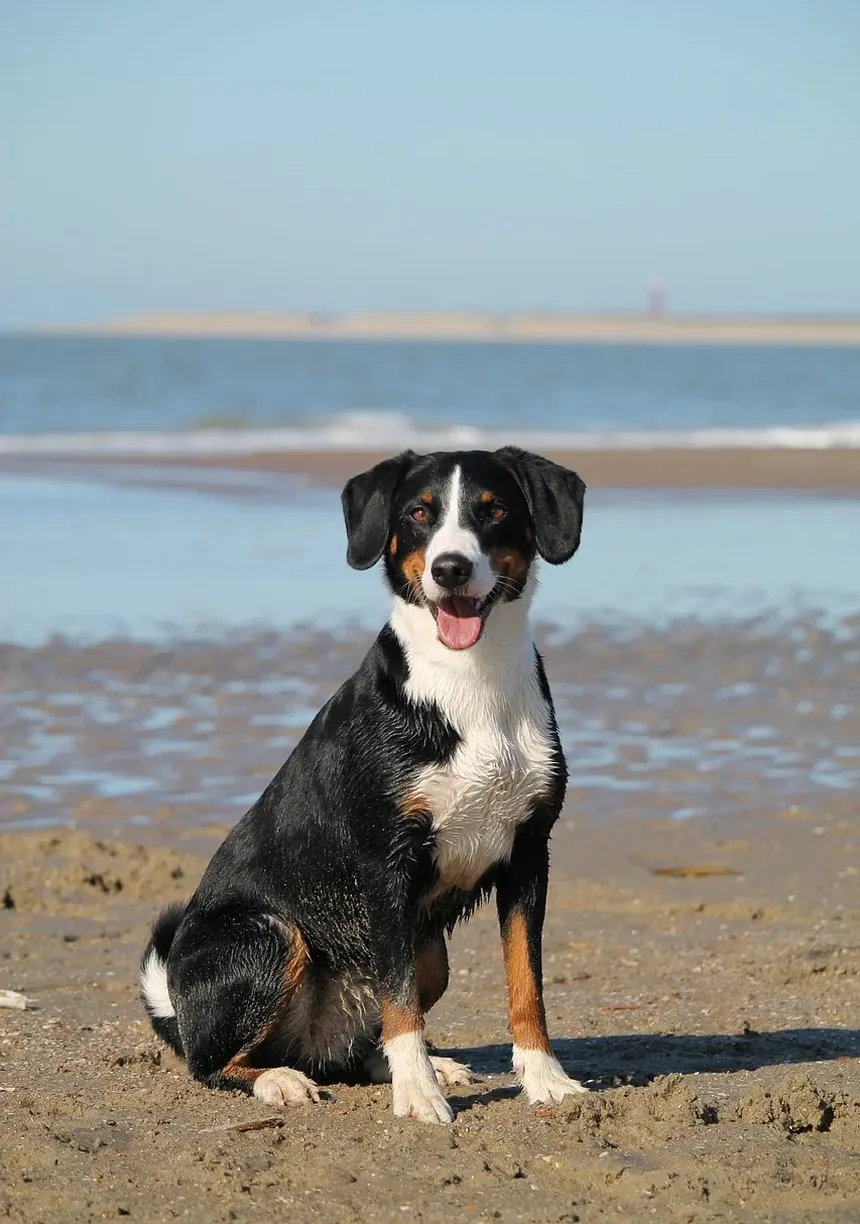 Amitriptilina para Animais de Estimação: Tudo o Que Você Precisa Saber
