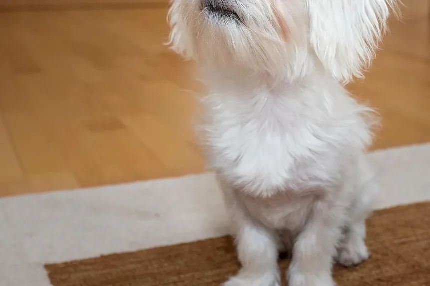 Amitriptilina para Animais de Estimação: Tudo o Que Você Precisa Saber