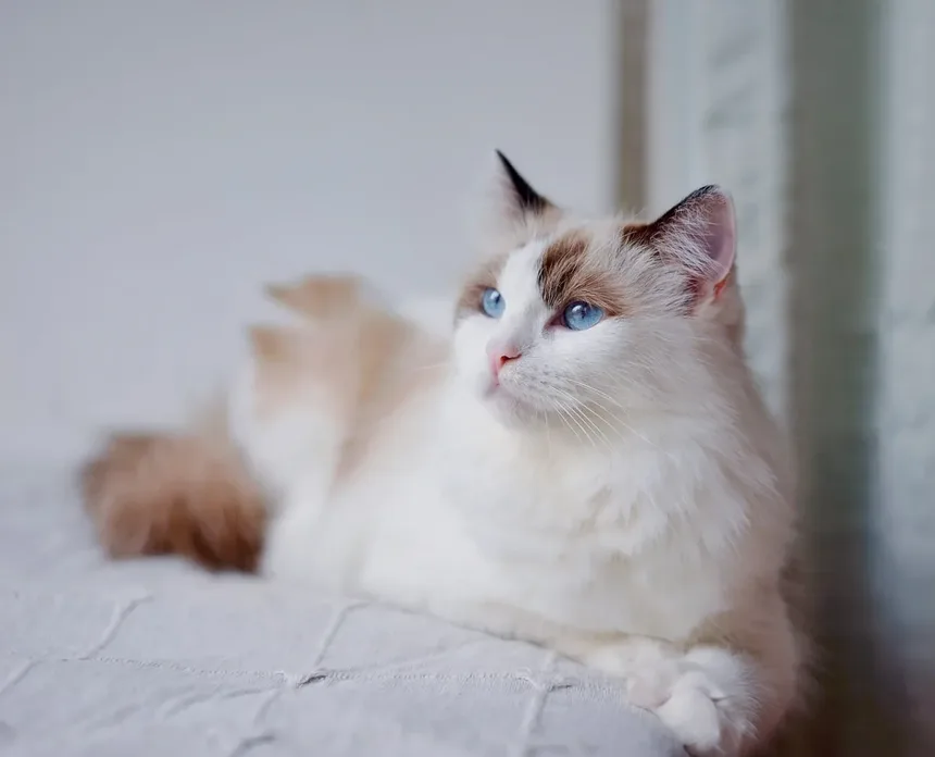 As Árvores de Natal São Perigosas para Gatos? Descubra Agora!