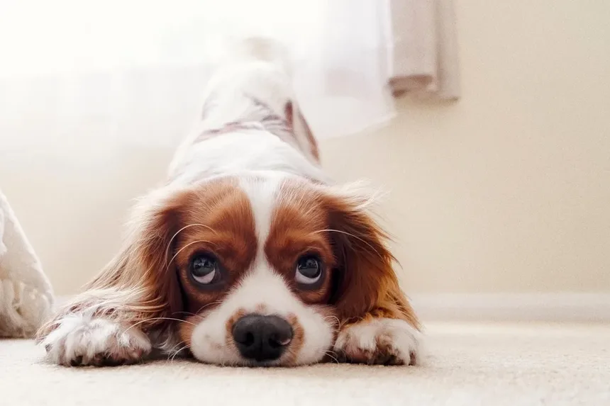 Cães Podem Usar Cannabis Medicinal? Descubra os Fatos!