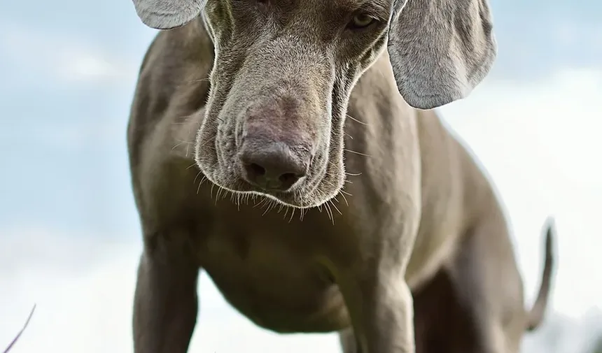 Coprofagia em Cavalos: Tudo o Que Você Precisa Saber