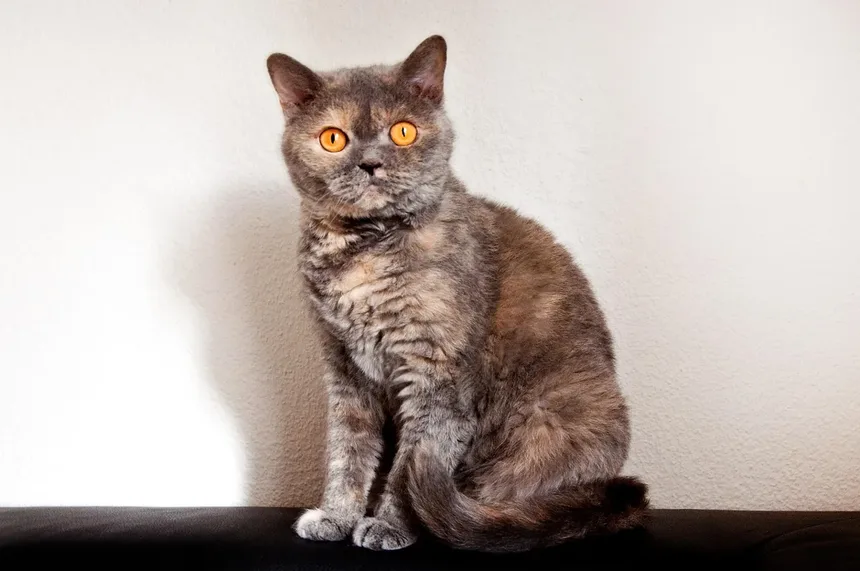 Febre em Gatos: Sintomas, Causas e Tratamentos (Guia 2024)