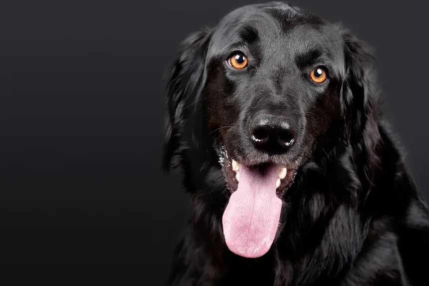 Guia de Alimentação e Nutrição para Cães Mais Velhos e Idosos