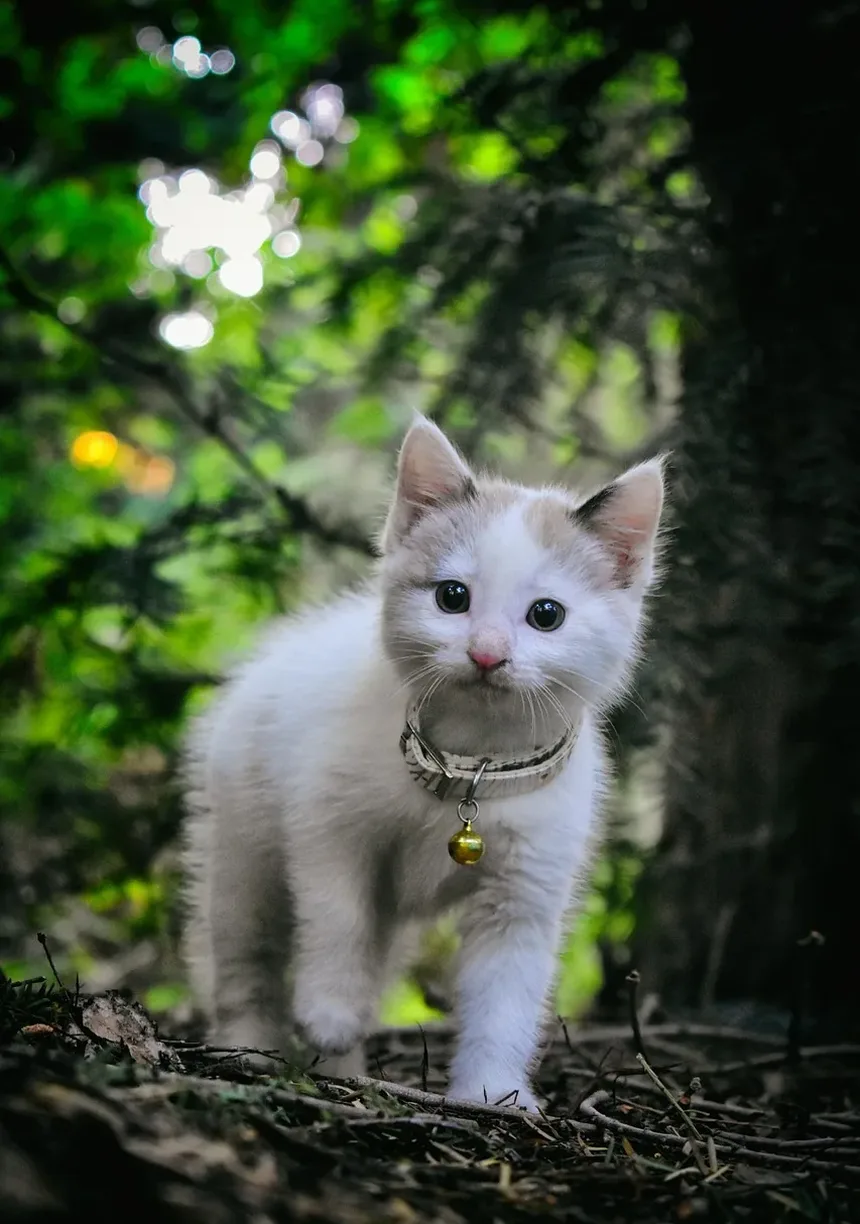 Verme do Coração em Gatos: Sintomas, Tratamento e Como Prevenir