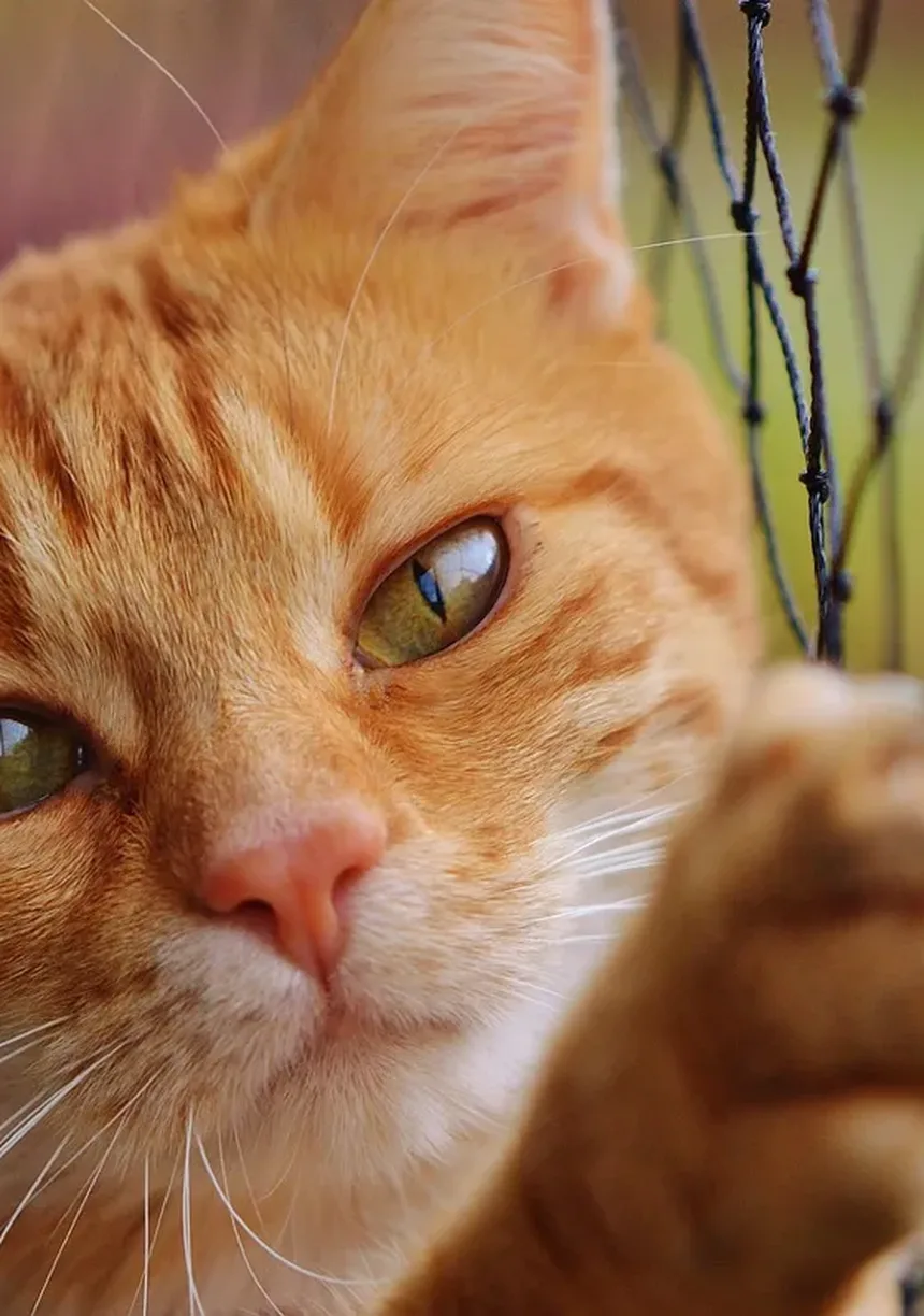 Como Calcular a Idade de um Gato em Anos Humanos: Guia Completo