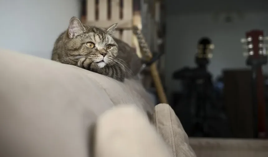 Cronograma e Custos de Vacinação de Gatinhos