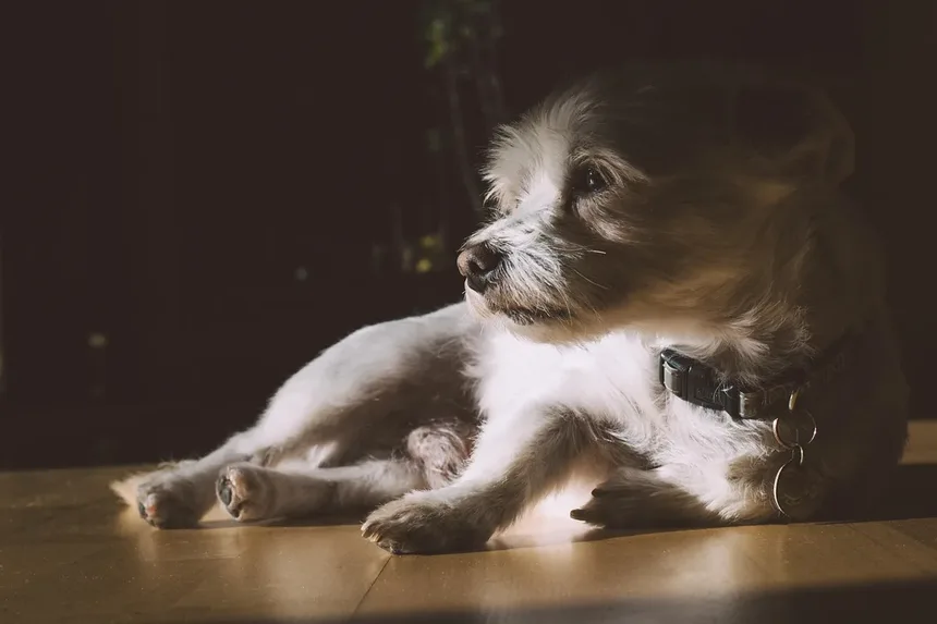 Mirtazapina para Cães: Como Funciona e Quando Usar