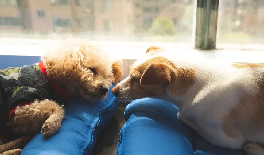 Os 18 Cães Mais Inteligentes do Mundo: Descubra se o Seu Está na Lista!