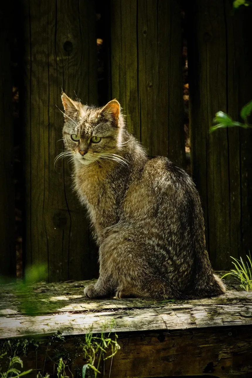 Quando os Gatos Param de Crescer? Descubra Agora!