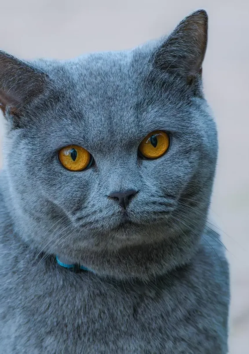 Por Que os Gatos se Lambem Tanto? Descubra os Segredos Felinos!