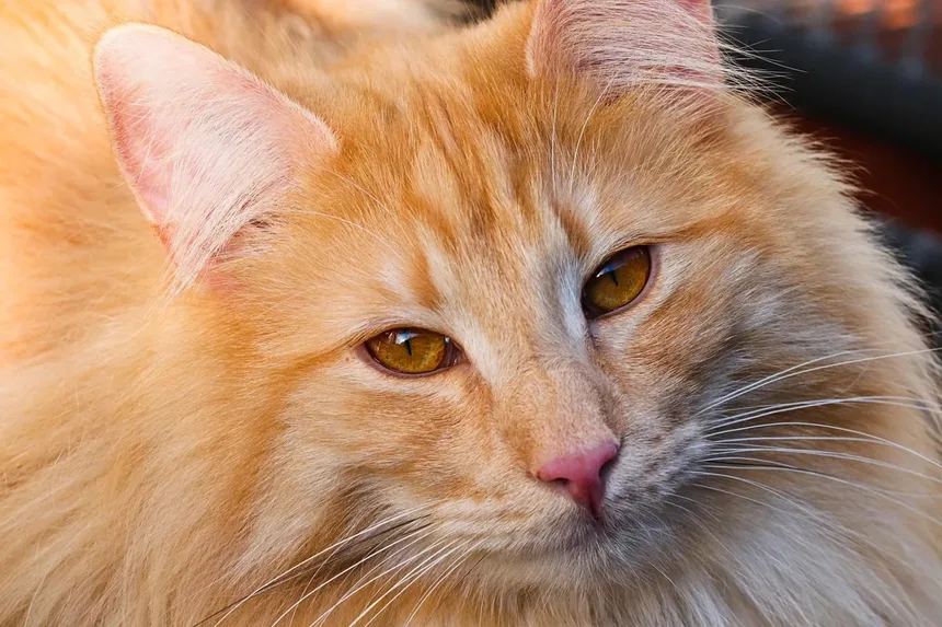 Por Que os Gatos se Lambem Tanto? Descubra os Segredos Felinos!