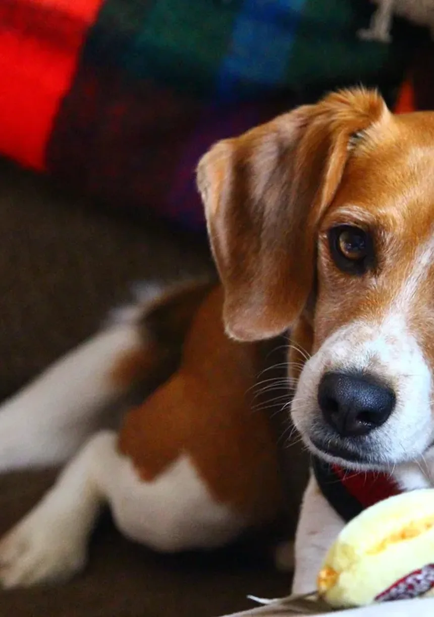 Zonisamida para Cães: Tudo o Que Você Precisa Saber