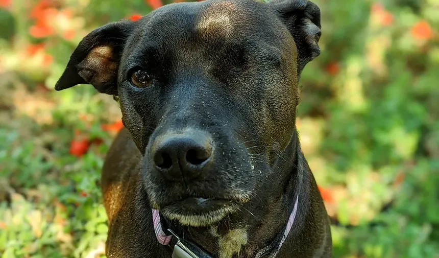 Dicas e Truques Essenciais de Higiene para Cães para Todo Dono de Pet