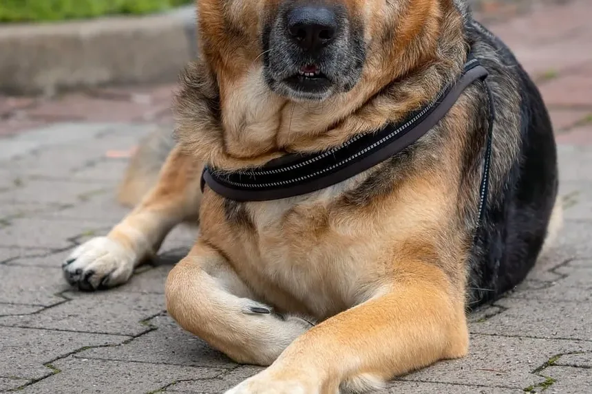 Dicas e Truques Essenciais de Higiene para Cães para Todo Dono de Pet