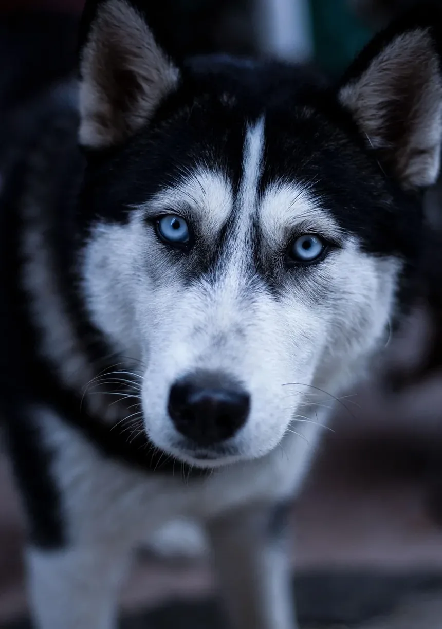 Como Prevenir Infecções por Mordidas de Cão