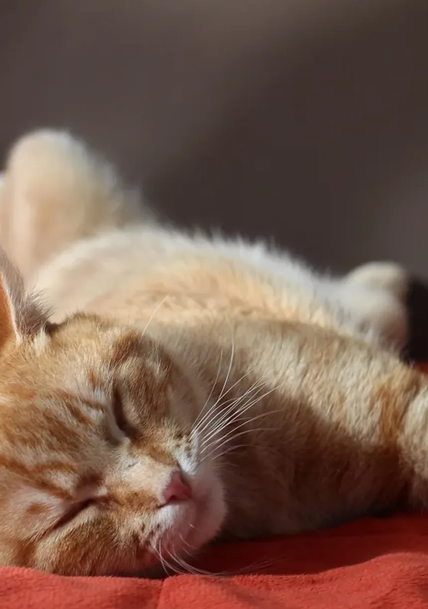 R/coolguides no Reddit: Um Guia Legal sobre Como Saber se Seu Gato Está com Dor